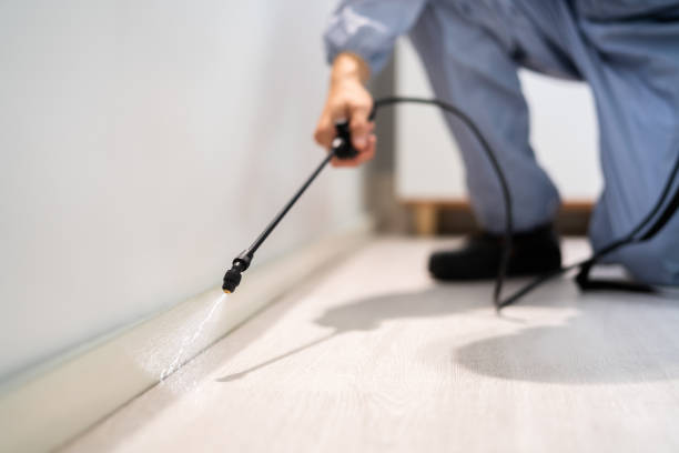 Bed Bug Pre-Treatment Preparation Assessment in Oldsmar