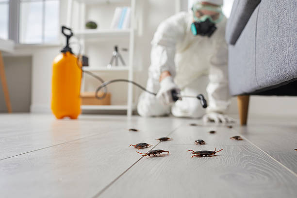 Post-Treatment Bed Bug Interceptor Monitoring in Oldsmar
